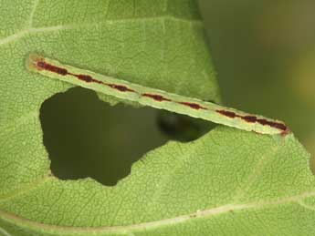  Chenille de Eupithecia insigniata Hb. - ©Heiner Ziegler