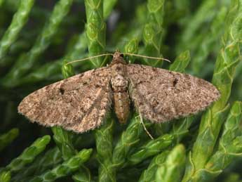 Eupithecia intricata Zett. adulte - ©Philippe Mothiron