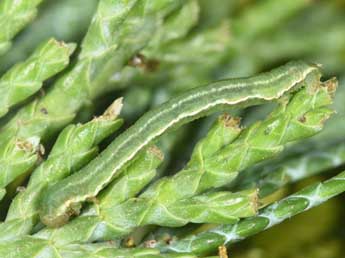  Chenille de Eupithecia intricata Zett. - ©Philippe Mothiron