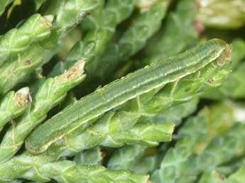  Chenille de Eupithecia intricata Zett. - ©Philippe Mothiron