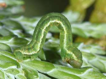  Chenille de Eupithecia intricata Zett. - Philippe Mothiron