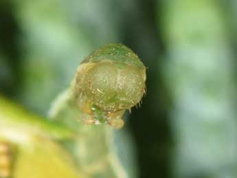  Chenille de Eupithecia intricata Zett. - ©Philippe Mothiron