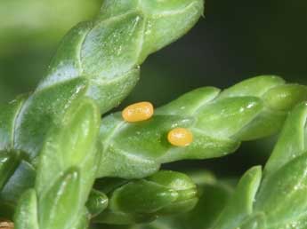  Oeuf de Eupithecia intricata Zett. - Philippe Mothiron