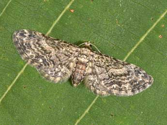 Eupithecia inturbata Hb. adulte - Philippe Mothiron