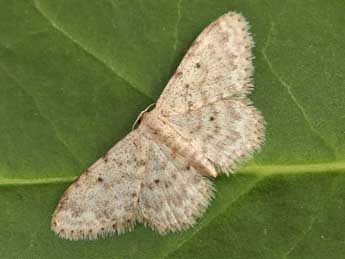 Idaea joannisiata Hombg adulte - Lionel Taurand