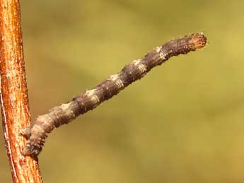  Chenille de Idaea joannisiata Hombg - ©Lionel Taurand