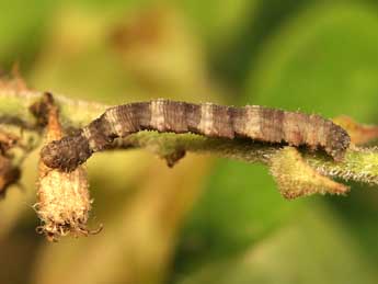  Chenille de Idaea joannisiata Hombg - ©Lionel Taurand