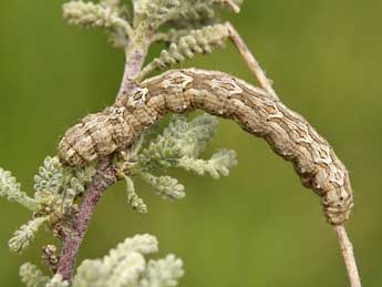  Chenille de Compsoptera jourdanaria Serres - ©Lionel Taurand