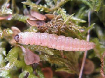  Chenille de Perizoma juracolaria Whrl. - ©Claude Tautel