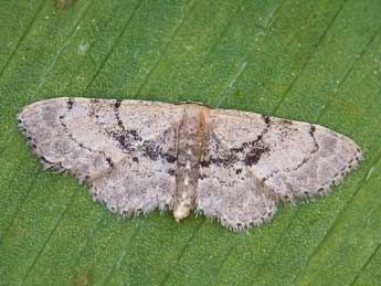 Idaea laevigata Scop. adulte - ©Lionel Taurand