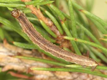  Chenille de Eupithecia lanceata Hb. - ©Heiner Ziegler