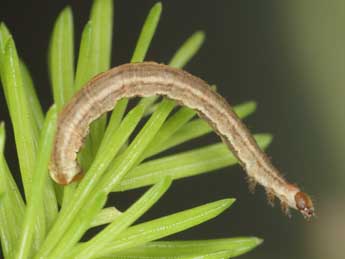  Chenille de Eupithecia lanceata Hb. - ©Heiner Ziegler