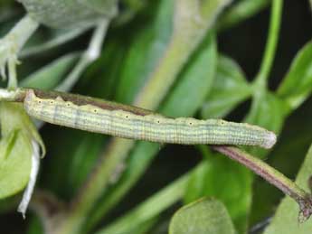  Chenille de Coenocalpe lapidata Hb. - Philippe Mothiron