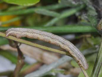  Chenille de Coenocalpe lapidata Hb. - ©Philippe Mothiron