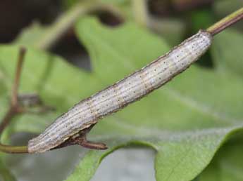  Chenille de Coenocalpe lapidata Hb. - ©Philippe Mothiron