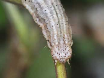  Chenille de Coenocalpe lapidata Hb. - Philippe Mothiron