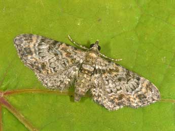 Eupithecia laquaearia H.-S. adulte - ©Philippe Mothiron