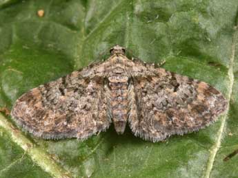 Eupithecia laquaearia H.-S. adulte - ©Philippe Mothiron