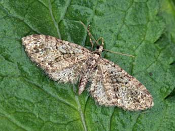 Eupithecia lentiscata Mab. adulte - ©Daniel Morel