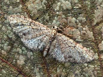 Eupithecia lentiscata Mab. adulte - ©Daniel Morel