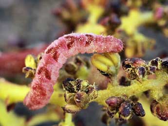  Chenille de Eupithecia lentiscata Mab. - Daniel Morel