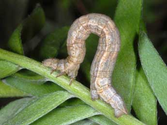  Chenille de Siona lineata Scop. - Wolfgang Wagner, www.pyrgus.de