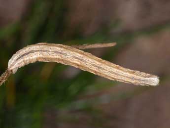  Chenille de Siona lineata Scop. - Wolfgang Wagner, www.pyrgus.de