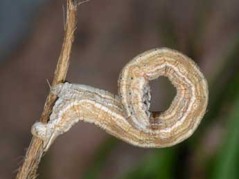  Chenille de Siona lineata Scop. - ©Wolfgang Wagner, www.pyrgus.de