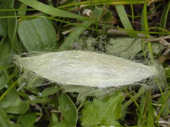  Chrysalide de Siona lineata Scop. - ©Wolfgang Wagner, www.pyrgus.de