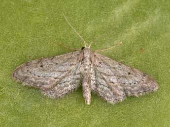 Idaea longaria H.-S. adulte - Philippe Mothiron