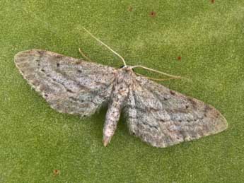 Idaea longaria H.-S. adulte - Philippe Mothiron