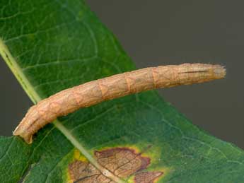  Chenille de Spargania luctuata D. & S. - Kimmo Silvonen