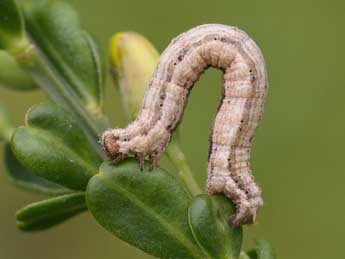  Chenille de Scotopteryx luridata Hfn. - Jeroen Voogd