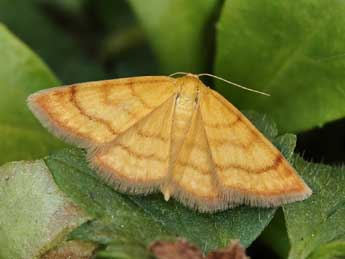 Idaea luteolaria Const. adulte - Lionel Taurand