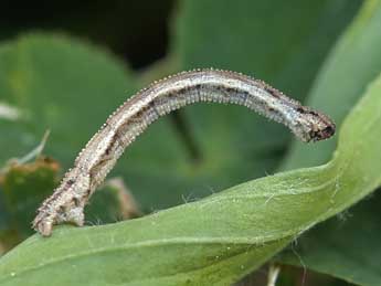  Chenille de Idaea luteolaria Const. - Lionel Taurand