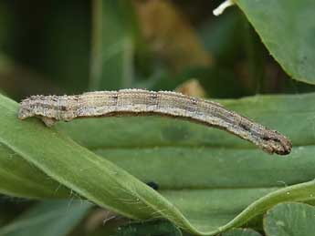  Chenille de Idaea luteolaria Const. - ©Lionel Taurand