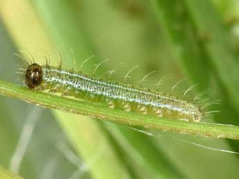  Chenille de Lasiommata maera L. - ©Philippe Mothiron