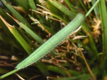  Chenille de Lasiommata maera L. - ©Philippe Mothiron