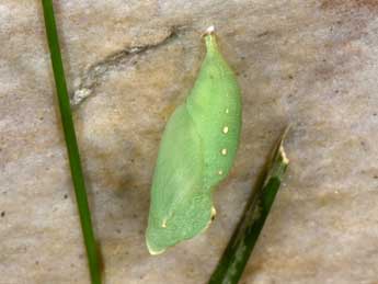  Chrysalide de Lasiommata maera L. - ©Philippe Mothiron