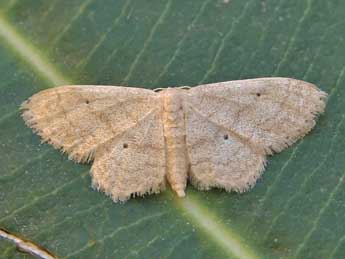 Idaea mancipiata Stgr adulte - Lionel Taurand