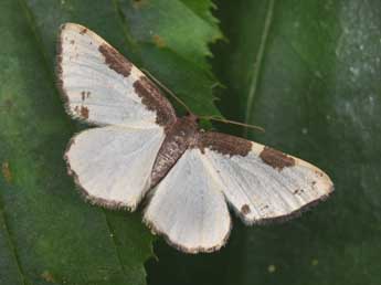 Lomaspilis marginata L. adulte - Philippe Mothiron