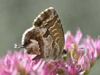 Cacyreus marshalli Butler adulte - ©Philippe Mothiron