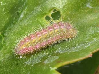  Chenille de Cacyreus marshalli Butler - ©Philippe Mothiron