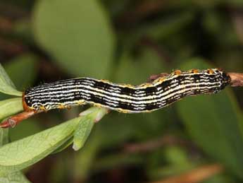  Chenille de Arichanna melanaria L. - ©Wolfgang Wagner, www.pyrgus.de