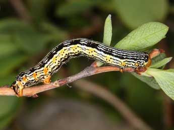  Chenille de Arichanna melanaria L. - ©Wolfgang Wagner, www.pyrgus.de