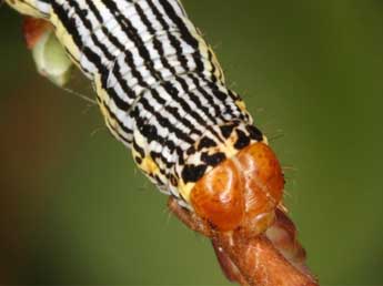  Chenille de Arichanna melanaria L. - Wolfgang Wagner, www.pyrgus.de