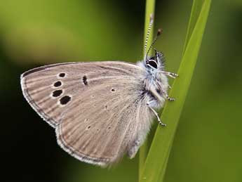 Glaucopsyche melanops Bsdv. adulte - Lionel Taurand