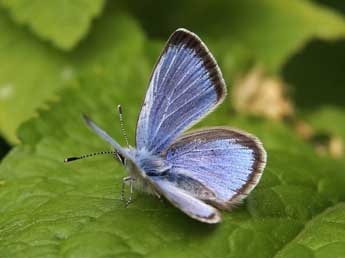 Glaucopsyche melanops Bsdv. adulte - ©Lionel Taurand