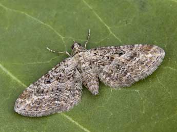 Eupithecia millefoliata Rssl. adulte - ©Lionel Taurand