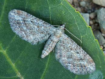 Eupithecia millefoliata Rssl. adulte - Daniel Morel